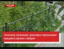 Красноярка придумала, как сделать городские оградки симпатичнее