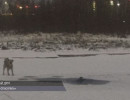  Красноярец провалился под лед во время прогулки с собакой