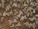  Грозит ли исчезновение пчел Красноярскому краю?