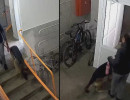  Агрессивного пса снова заметили в Академгородке