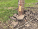  Красноярцы жалуются на варварский ремонт Гвардейского парка