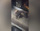  Красноярским охотникам будут платить за отстрел медведей