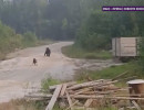  В Мотыгинском районе медведь утащил домашнюю собаку в лес