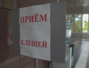  Клещи покусали больше двух тысяч жителей Красноярского края