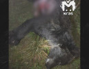  Убившего пенсионерку в Ермаковском районе медведя застрелили