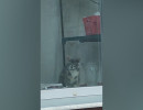  Красноярцы просят вызволить котов из пустой квартиры