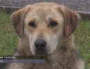  За три месяца собаки покусали 700 жителей края 
