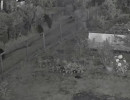  Дачники вынуждены самостоятельно отпугивать медведей