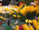  От 80 до 230 рублей: обзор цен на тюльпаны в Красноярске