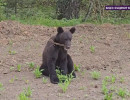  Медвежонка засняли возле трассы в Красноярском крае