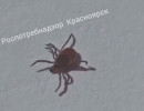  Первый в году случай заболевания эрлихиозом выявили в Красноярске