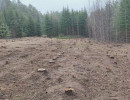  Сотни деревьев вырубили в Емельяновском районе