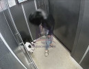  Красноярка избила собаку в лифте