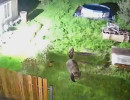  Медведя заметили в Академгородке, неподалеку от Гремячей гривы