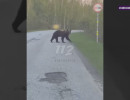  Семью медведей дважды заметили под Железногорском