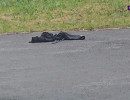  Собаки напали мужчину в Ачинске: он попал в реанимацию