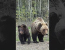  В окрестностях Красноярска всё чаще встречают медведей и их следы