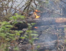  В крае закончился сезон лесных пожаров