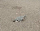  Птицы массово гибнут в Студгородке 