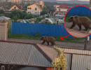  Из-за нашествия медведей в Красноярске ввели режим повышенной готовности