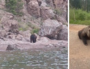  Медведи-попрошайки стали чаще выходить к людям