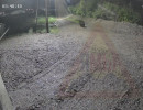  В Дрокино медведь вышел к участкам жителей и попал на камеры