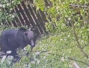  К жителям СНТ «Роев Ручей» на участки постоянно приходят медведи 
