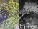  Минприроды края: медведей в городе должна ликвидировать полиция