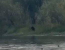  Полицейские не нашли следов медведя на острове Татышев