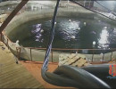  Трое парней украли живого осётра из рыбхозяйства на Красноярском море
