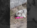  Мужчина забил камнями хаски за то, что она придушила его гуся